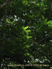 Bild von Weinmannia trichosperma (Tineo/Palo santo)